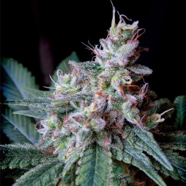 Насіння конопель Auto Caramel King Feminised